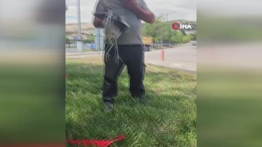 Ankara’da yol kenarında yaralı balıkçıl kuşu bulundu