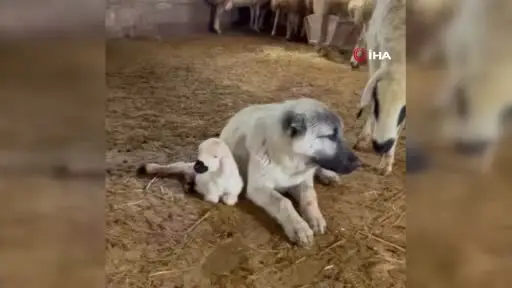 Kangal’ın koyun ve kuzu ile olan yakınlığı dikkat çekti