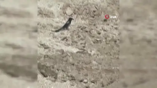 Yılanın karga ve kartalla mücadelesi kameralara yansıdı