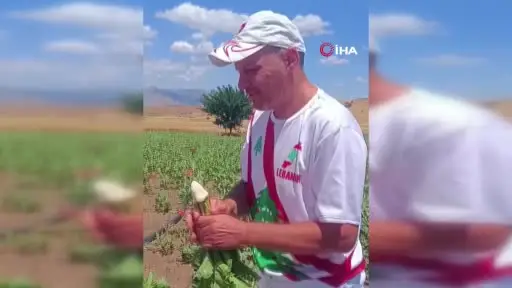 İlk kez şeker pancarı tadan Bulgar turistten renkli tepkiler