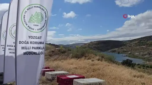 Kene savar keklikler doğaya salındı