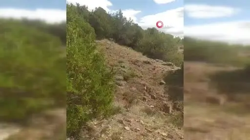 Yozgat’ta vaşak görüntülendi