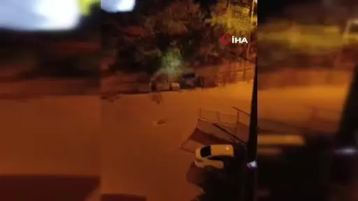 Ankara’da şehre ayı indi: O anlar kamerada