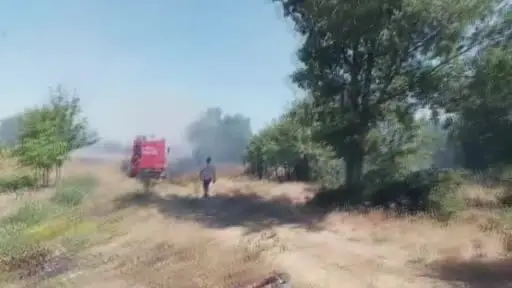 Arpa ekili alanda çıkan yangın ormanlık alana sıçramadan söndürüldü
