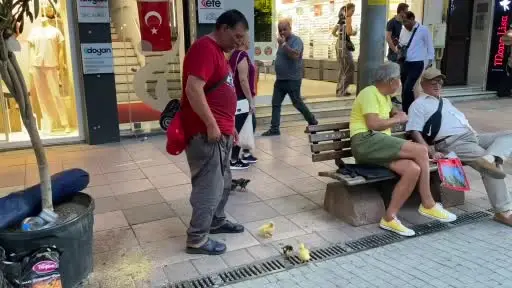 Çadırda civcivlerle zorlu yaşam