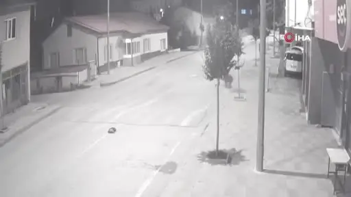 Ayılar ilçeyi mesken tuttu, cadde ve sokaklarda görülmeye başladı