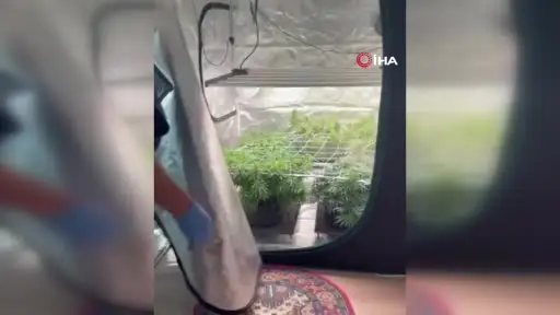 Kenevir yetiştirmek için kamp çadırını gizli sera yaptılar: 3 gözaltı
