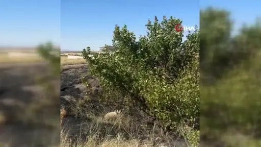 Yangında mahsur kalan kaplumbağaya itfaiyeden yardım eli