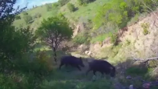 Çankırı’da yaban hayatı fotokapanda