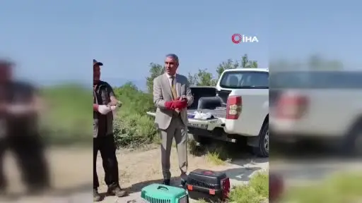 Beypazarı’nda kene ile mücadele kapsamında 200 adet keklik doğaya salındı