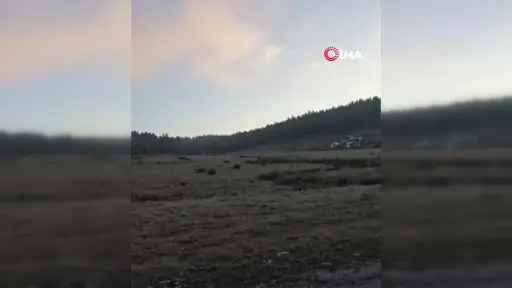 Ankara’nın yaylaları yaban hayatına ev sahipliği yapıyor