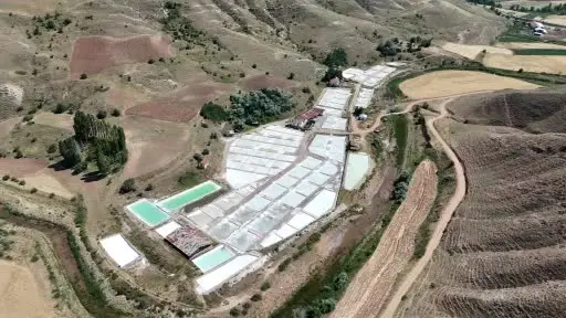 Beyaz altın hasadı başladı