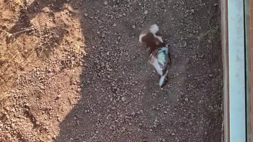 Mezarlığa gömülen köpek leşi ekipleri alarma geçirdi