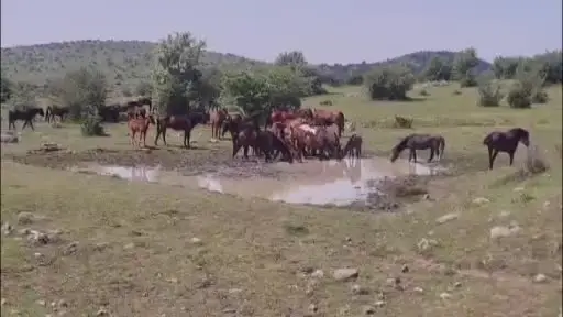 Ankara’da yılkı atları kameralara yakalandı