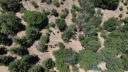 İnönü’deki manda yetiştiricileri kaliteli ve doğal ürünler için her gün hayvanları ile kilometrelerce yürüyor