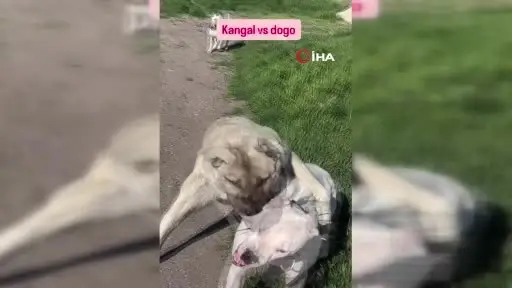 Köpeklerin dövüştürüldüğü video tepki topladı
