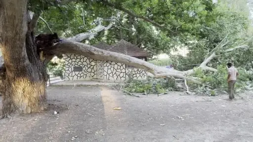 Piknik alanında ağacın dalı vatandaşların üzerine devrildi: 11 yaralı