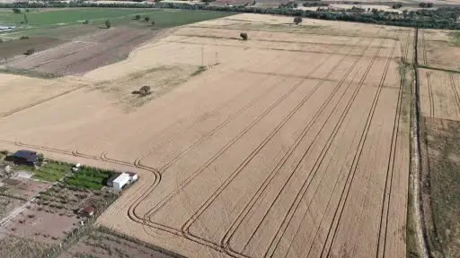 Melezlerden elde edilen 4 çeşit buğday, hasat için gün sayıyor