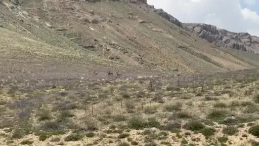 Dağların eşsiz tırmanıcıları bozkırda poz verdi