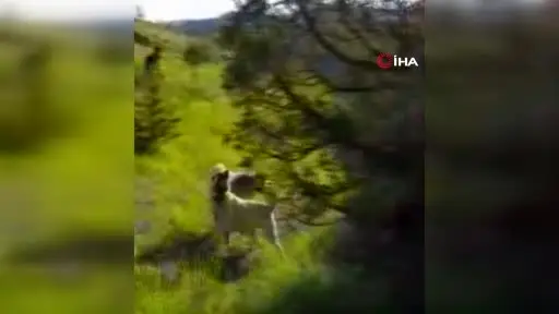 Sürüyü korumak için ağaca tırmandı, 2 metrelik yılanı etkisiz hale getirdi