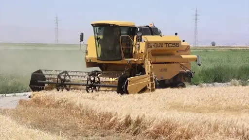 Tarımın başkenti Konya’da hububatta ciddi rekolte kaybı