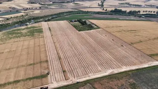 Ülke tarımına yön verecek buğdaylar hasat edildi