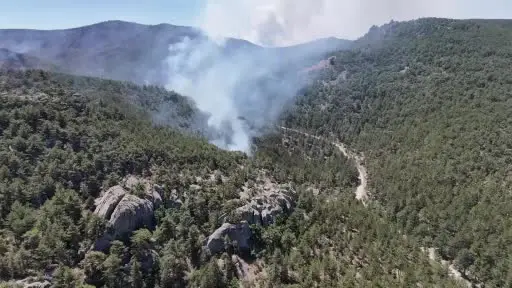 Yangının kontrol altına alındığı ormandan geriye kül yığını kaldı