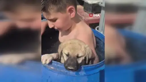Sıcaktan bunaldı yavru kangal ile aynı varilin içinde serinledi