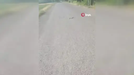 Beypazarı’nda hazer yılanına yol nöbeti