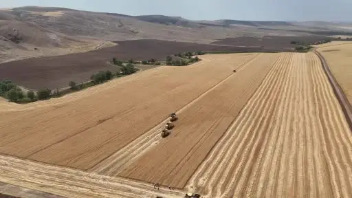 Biçerdöverler aynı anda tarlalara girdi, binlerce dekar arazide hasat sürüyor