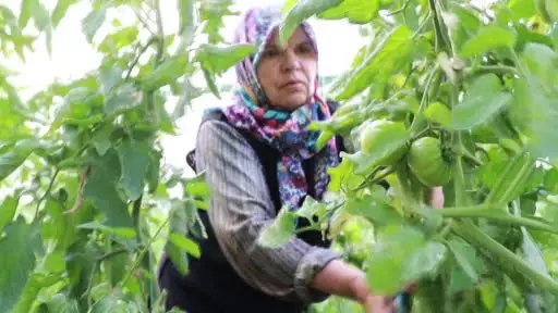 Domates yetiştiriciliği üreticiye umut oldu