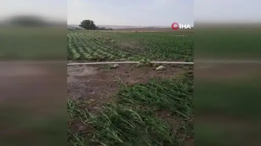 Beypazarı’nda sağanak yağış tarlalara zarar verdi