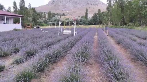 Âşık olduğu dağın eteğine lavanta bahçesi kurdu, kartpostallık görüntüler oluştu