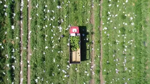 Birçok şehirde karpuz hasadı sona yaklaşırken, Yozgat’ta hasat yeni başladı