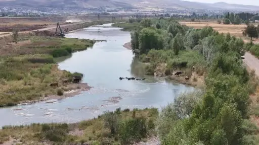Serengeti düzlüğü değil Sivas bozkırı
