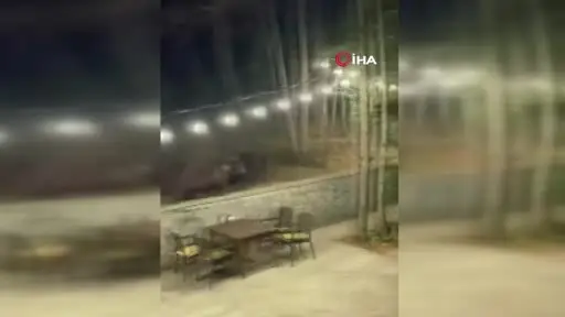 Aç kalan ayı restorana indi