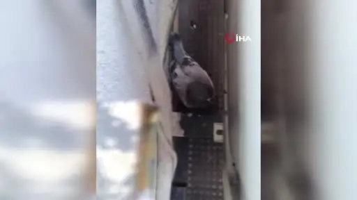 Sivas’ta klima havalandırmasına sıkışan güvercini itfaiye kurtardı