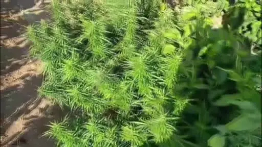 Ankara’da arazilerine skunk eken 2 kişi gözaltına alındı