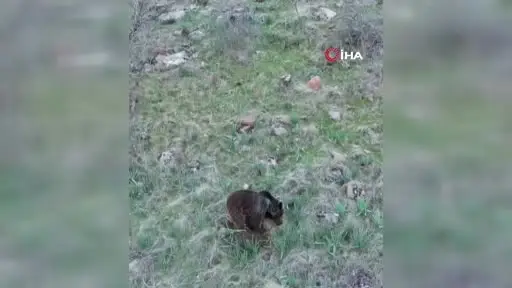 Ormanda toprağı kazan yavru ayı fotokapana yakalandı