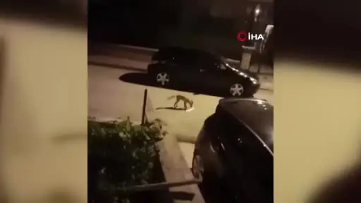 Başkent’te aç kalan tilki şehre indi
