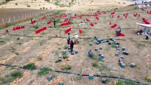 Mevsimlik soğan işçilerin zorlu mesaisi dronla görüntülendi