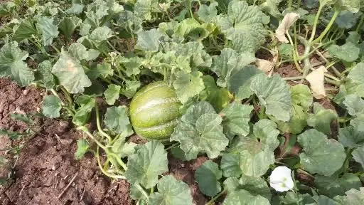 Kokusu, lezzeti, rengiyle farklı bağrıbütün hasadı başladı
