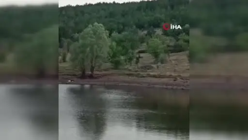 Ankara’da anne ayı ve 3 yavrusu görüntülendi