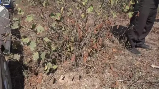 TZOB Genel Başkanı Bayraktar, Sakarya’da kuraklıktan zarar gören fındık bahçelerini inceledi