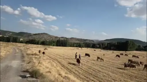 Baktığı hayvanların huyuna ve desenine göre isim veriyor