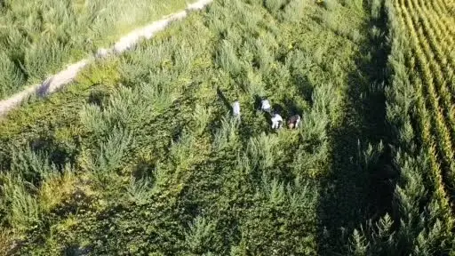 Aksaray’ın kavun ve karpuzu lezzetiyle ilgi görüyor