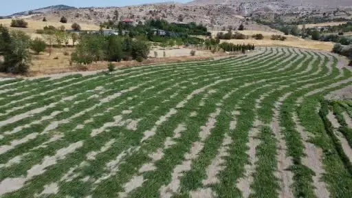 Kahramankazan kavunu için umutlar yeşerdi