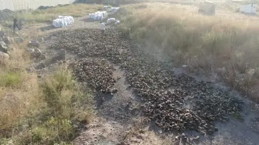 2 yıllık serüven başladı, Sivas bıçağının olmazsa olmazı kurutulmaya bırakıldı