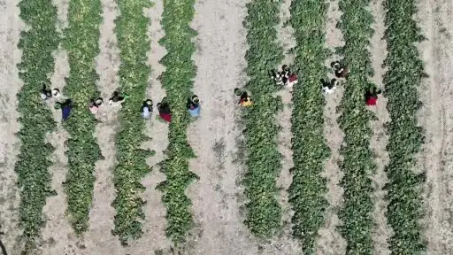 Rekor sıcaklara rağmen Çubuk’ta turşuluk salatalık hasadı sürüyor