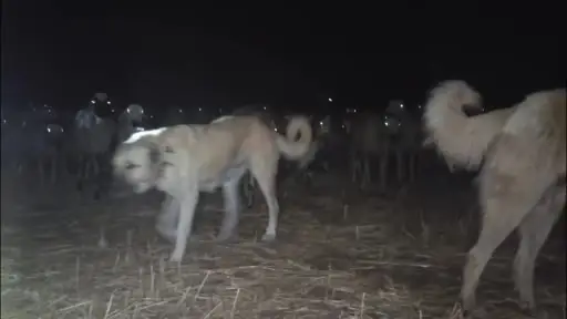 Çobanlardan kavurucu sıcaklara karşı çözüm yolu